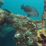 Un pez conejo marrón de puntos dorados pasa sobre una viga del Liberty cubierta de corales, ascidias y una esponja amarilla, con un nudibranquio en primer plano