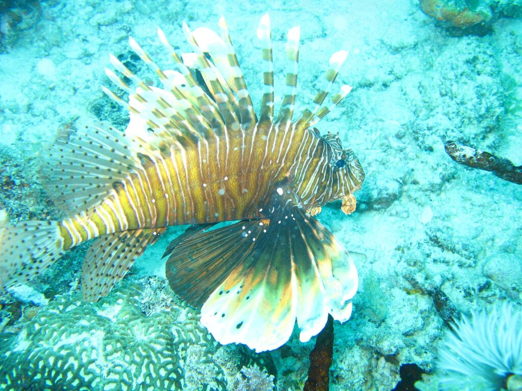 Un pez león con las aletas desplegadas, rayado de pardo y blanco, sobre un fondo de coral y arena turquesa