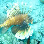 Un pez león con las aletas desplegadas, rayado de pardo y blanco, sobre un fondo de coral y arena turquesa
