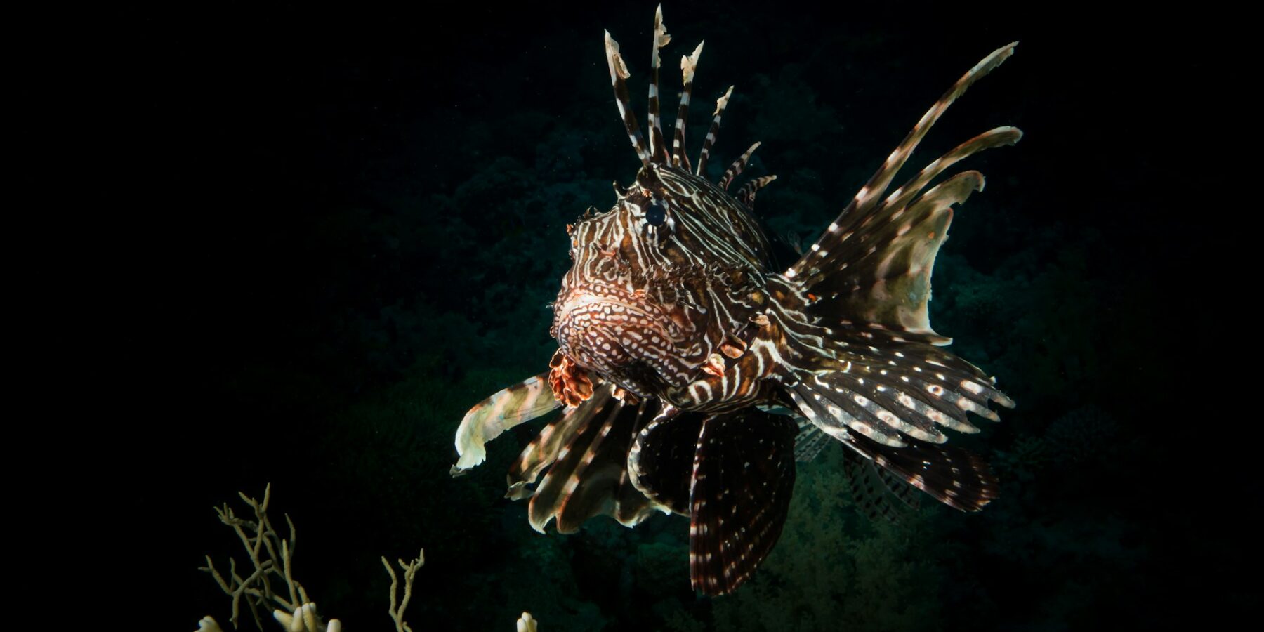 Un pez león de frente, con las aletas rayadas desplegadas, sobre un coral con fondo oscuro