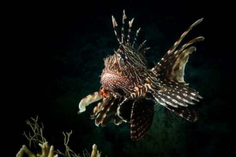 Un pez león de frente, con las aletas rayadas desplegadas, sobre un coral con fondo oscuro