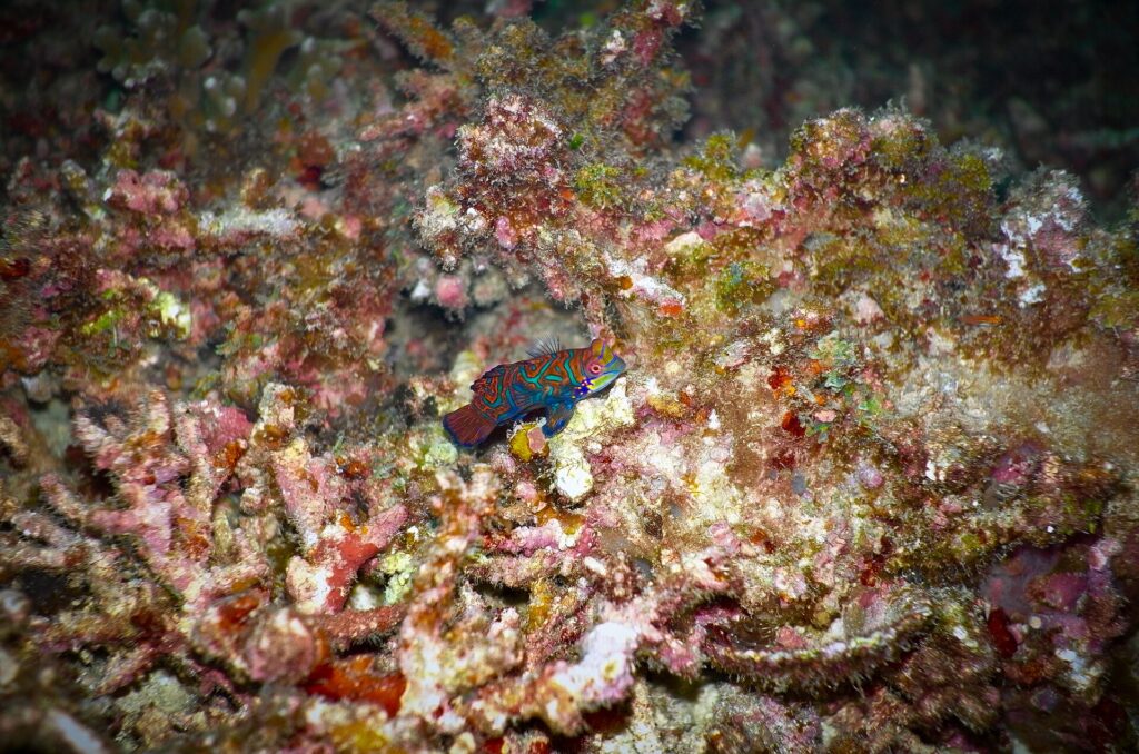 Un pequeño pez mandarín azul, naranja y verde posado en un coral ramificado rosa y pardo, fotografiado de noche en Malapascua