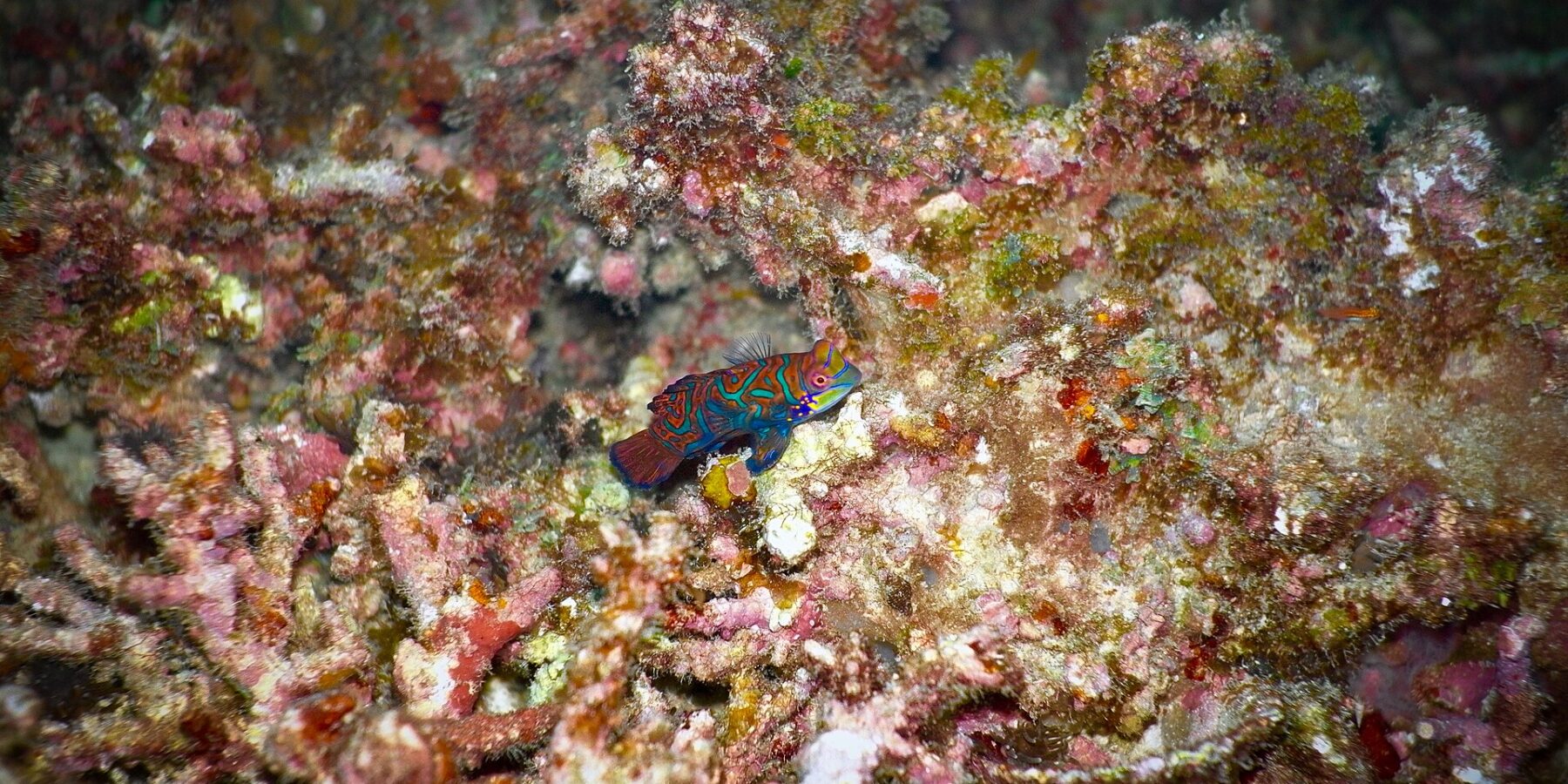 Un pez mandarín con arabescos turquesa y naranja, la aleta dorsal erguida, posado de perfil sobre restos de coral rosas y ocres, iluminado con flash sobre fondo oscuro.