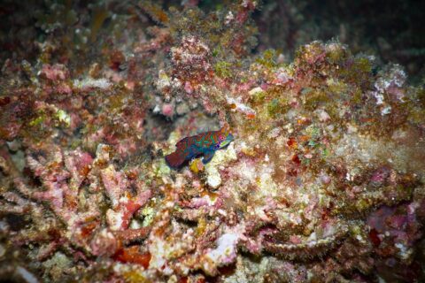Un pez mandarín con arabescos turquesa y naranja, la aleta dorsal erguida, posado de perfil sobre restos de coral rosas y ocres, iluminado con flash sobre fondo oscuro.