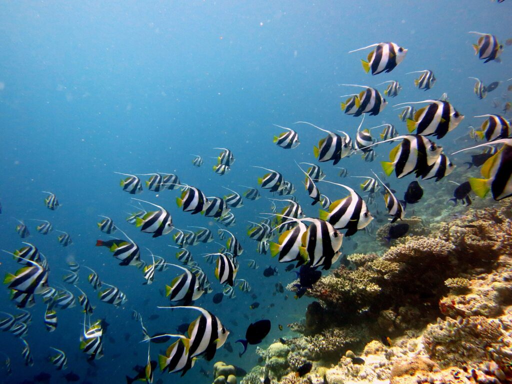 Un gran banco de peces bandera con rayas negras y blancas, aletas amarillas y largos filamentos blancos, bordea una pendiente de coral a la derecha, en un agua azul.