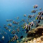 Un gran banco de peces bandera con rayas negras y blancas, aletas amarillas y largos filamentos blancos, bordea una pendiente de coral a la derecha, en un agua azul.