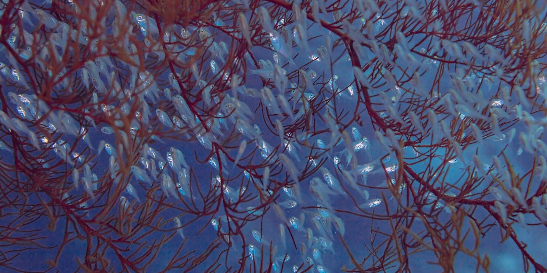 Un banco denso de pequeños peces translúcidos de ojos grandes, apiñados entre las ramas rojas de un coral en el agua azul