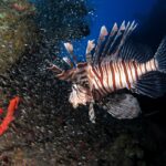 Un pez león con rayas marrones y blancas nada delante de una inmensa nube de pequeños peces plateados apiñados contra el casco de un pecio, con una esponja roja en primer plano