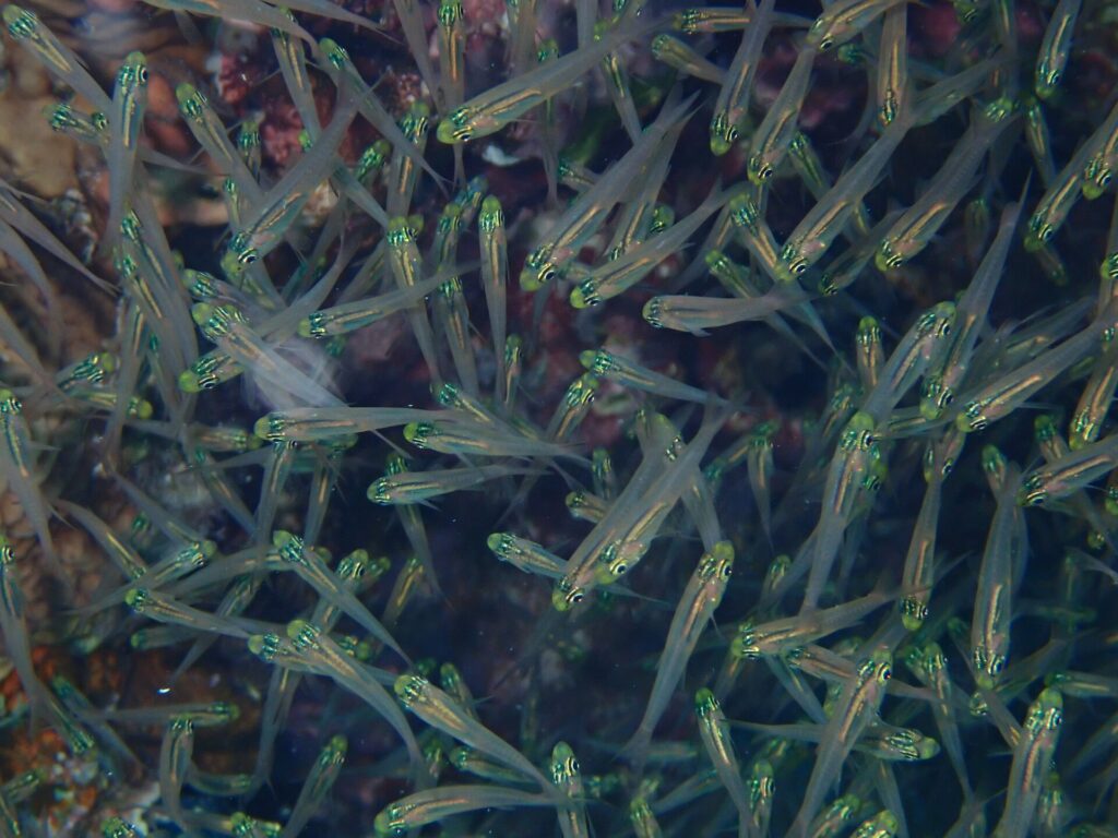 Primer plano de un banco apiñado de pequeños peces de cuerpo transparente, cabeza amarillo verdosa brillante y ojo negro, delante del arrecife