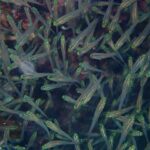 Primer plano de un banco apiñado de pequeños peces de cuerpo transparente, cabeza amarillo verdosa brillante y ojo negro, delante del arrecife