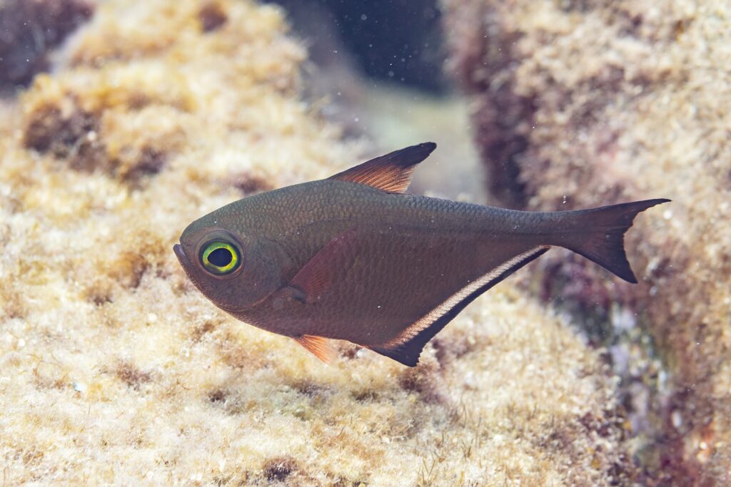 Un Pempheris de perfil, cuerpo marrón cobrizo en forma de hacha, un ojo muy grande con un anillo amarillo verdoso, una dorsal corta de punta negra y una larga aleta anal bordeada de negro