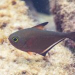 Un Pempheris de perfil, cuerpo marrón cobrizo en forma de hacha, un ojo muy grande con un anillo amarillo verdoso, una dorsal corta de punta negra y una larga aleta anal bordeada de negro