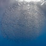 Una bola compacta de miles de trompeteros plateados justo bajo la superficie, atravesada por los rayos del sol, sobre un azul que se oscurece hacia abajo