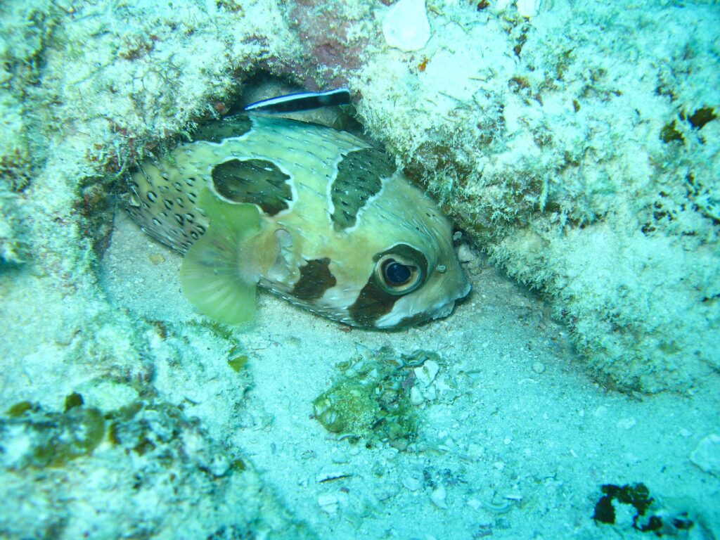 Un pez erizo con manchas negras acurrucado bajo una cornisa de coral, con un pequeño lábrido limpiador rayado encima