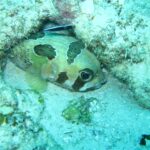 Un pez erizo con manchas negras acurrucado bajo una cornisa de coral, con un pequeño lábrido limpiador rayado encima