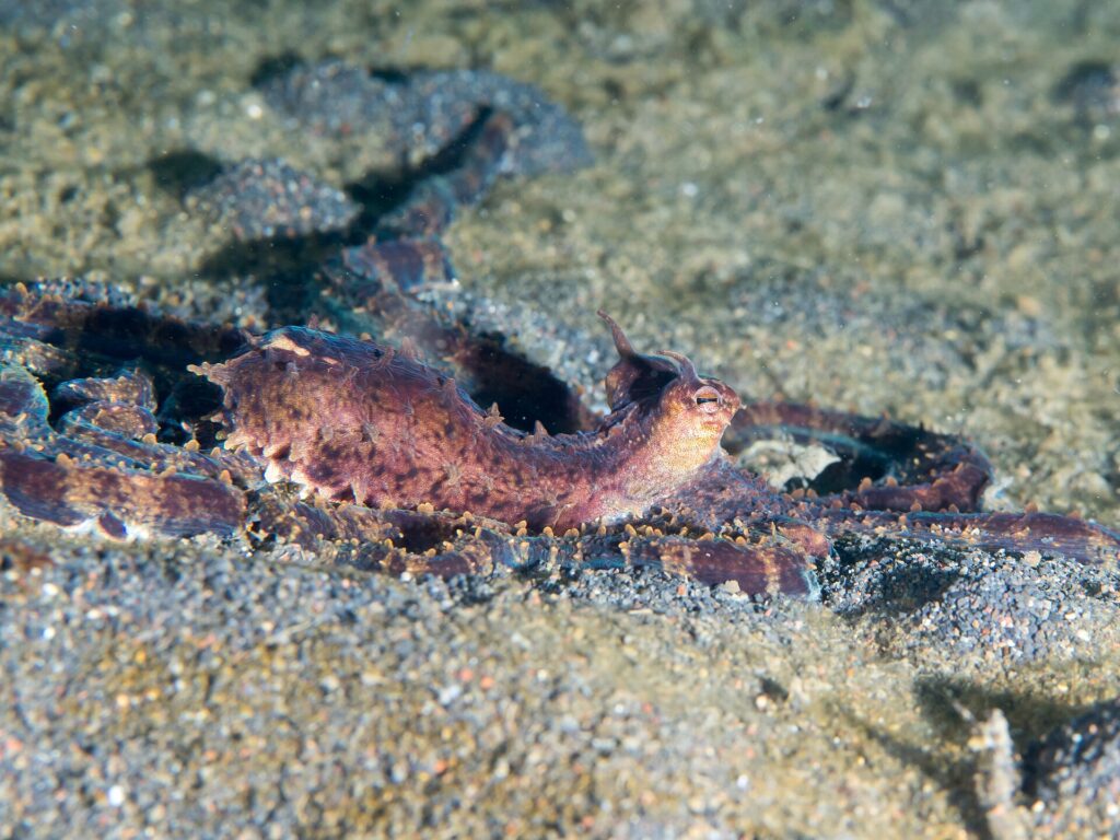 Un pulpo mimo de color marrón violáceo visto de perfil, con el manto erguido y los ojos coronados por pequeños cuernos, y sus largos brazos extendidos sobre la arena gris volcánica.