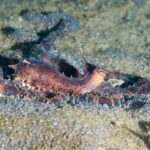 Un pulpo mimo de color marrón violáceo visto de perfil, con el manto erguido y los ojos coronados por pequeños cuernos, y sus largos brazos extendidos sobre la arena gris volcánica.