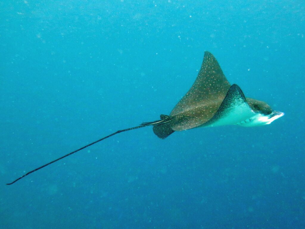 Una raya águila moteada vista de perfil, con el dorso pardo sembrado de puntos blancos y el vientre blanco, nada en el azul arrastrando una cola muy larga en forma de látigo.