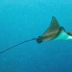 Una raya águila moteada vista de perfil, con el dorso pardo sembrado de puntos blancos y el vientre blanco, nada en el azul arrastrando una cola muy larga en forma de látigo.