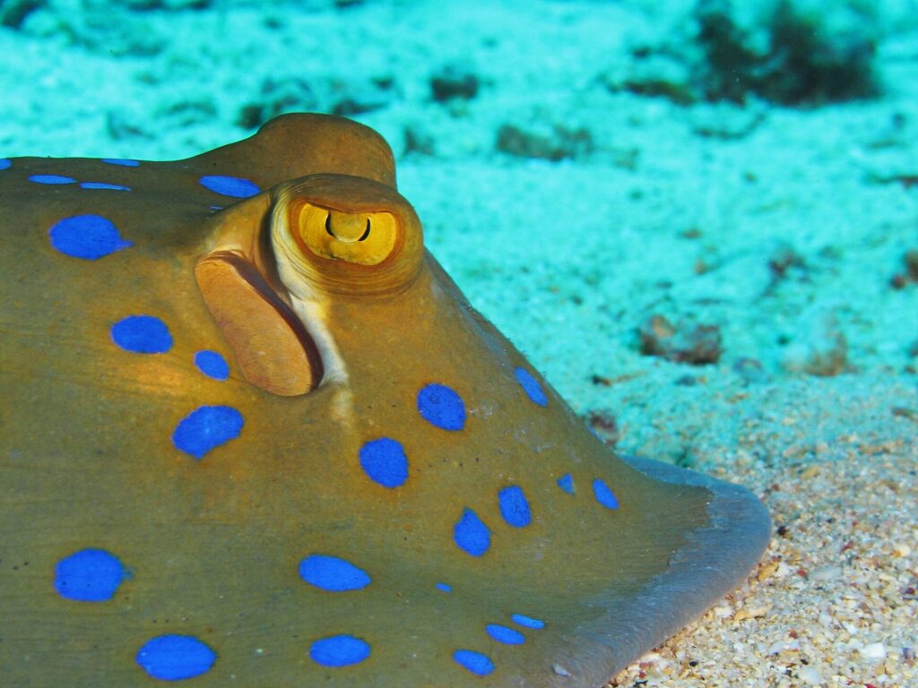 Primer plano de una raya de puntos azules posada en la arena, con el ojo amarillo y las manchas de un azul intenso