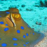 Primer plano de una raya de puntos azules posada en la arena, con el ojo amarillo y las manchas de un azul intenso