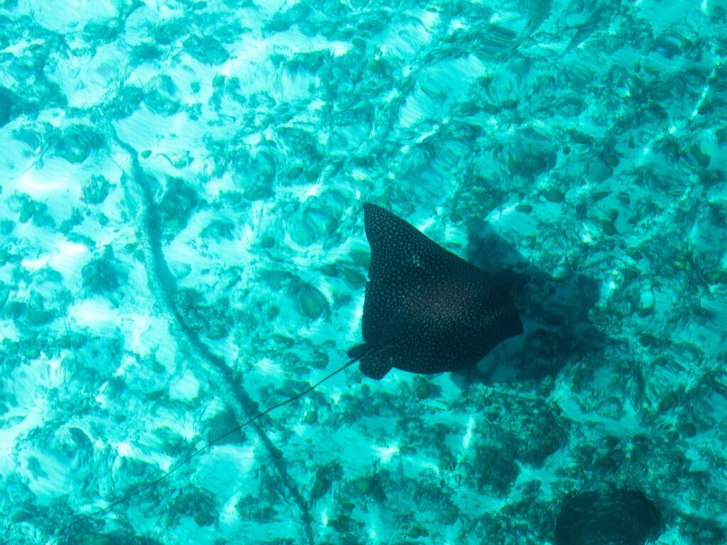 Una raya águila vista desde arriba, con el dorso negro salpicado de puntos claros y la larga cola fina, se desliza sobre un fondo de arena y coral en un agua turquesa
