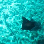Una raya águila vista desde arriba, con el dorso negro salpicado de puntos claros y la larga cola fina, se desliza sobre un fondo de arena y coral en un agua turquesa