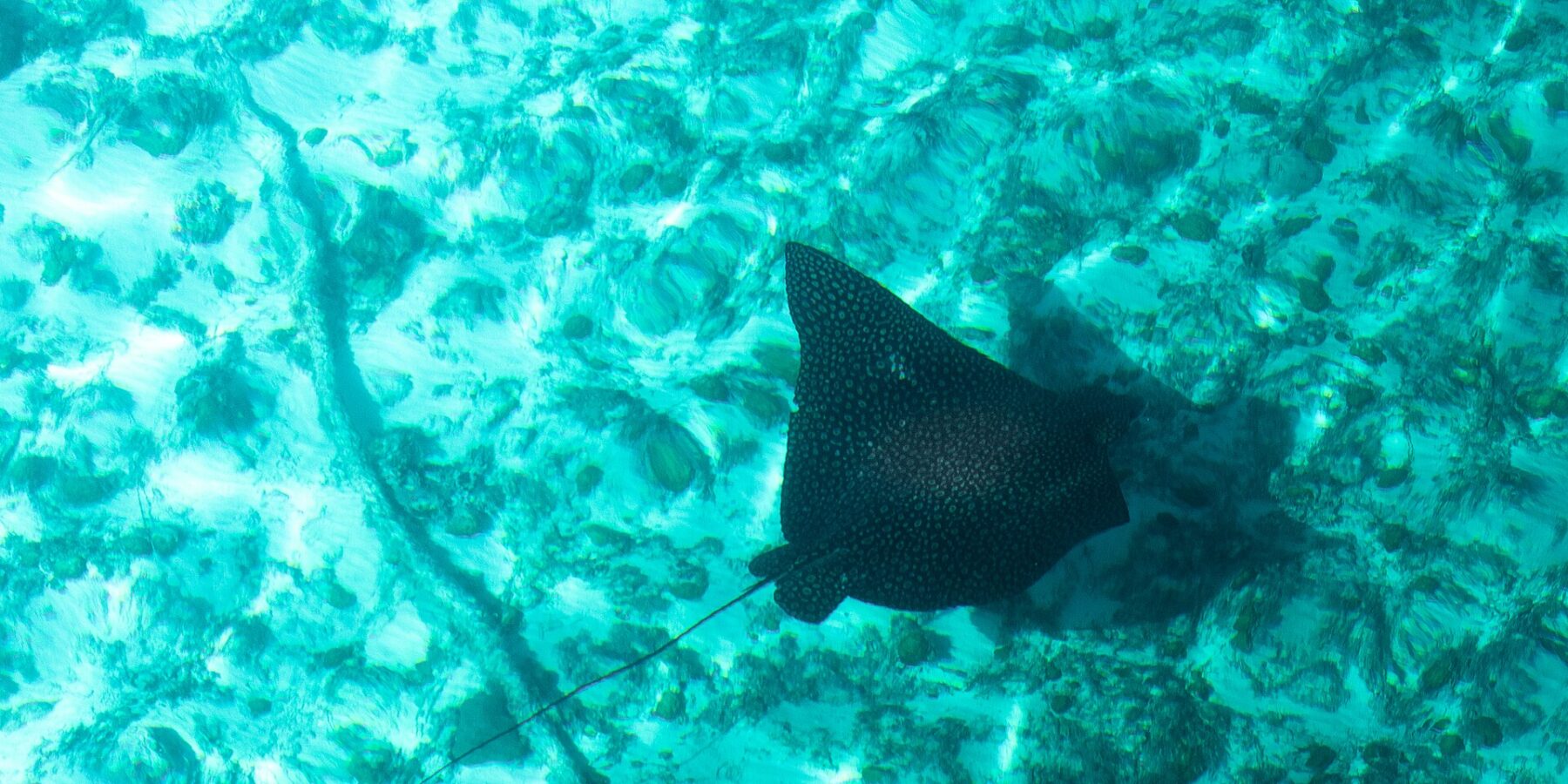 Una raya águila vista desde arriba, con el dorso negro salpicado de puntos claros y la larga cola fina, se desliza sobre un fondo de arena y coral en un agua turquesa