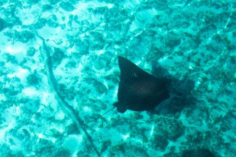 Una raya águila vista desde arriba, con el dorso negro salpicado de puntos claros y la larga cola fina, se desliza sobre un fondo de arena y coral en un agua turquesa