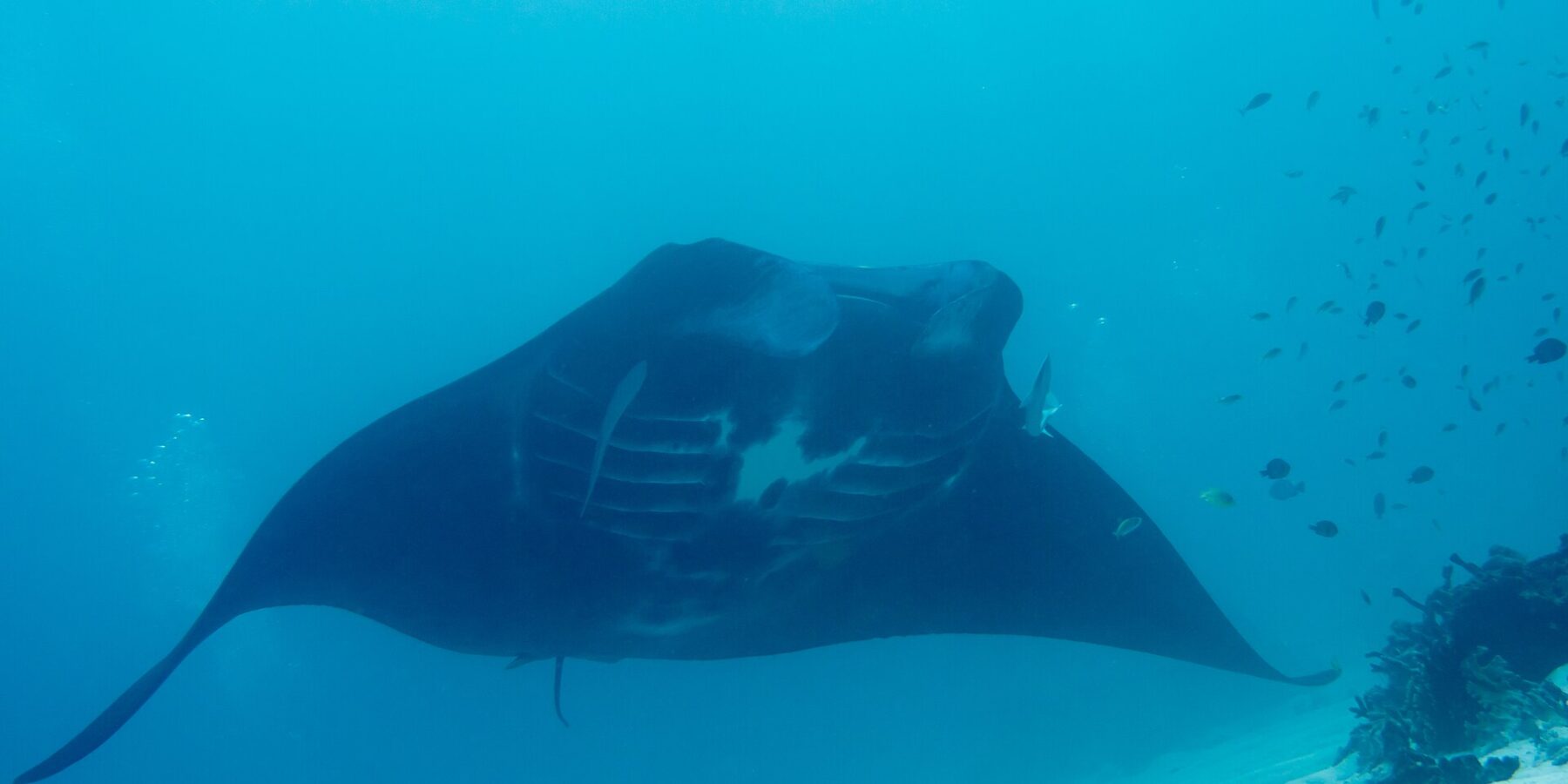 Una manta de arrecife vista desde abajo, con el vientre marcado de manchas blancas y las hendiduras branquiales visibles, planea sobre un fondo de arena