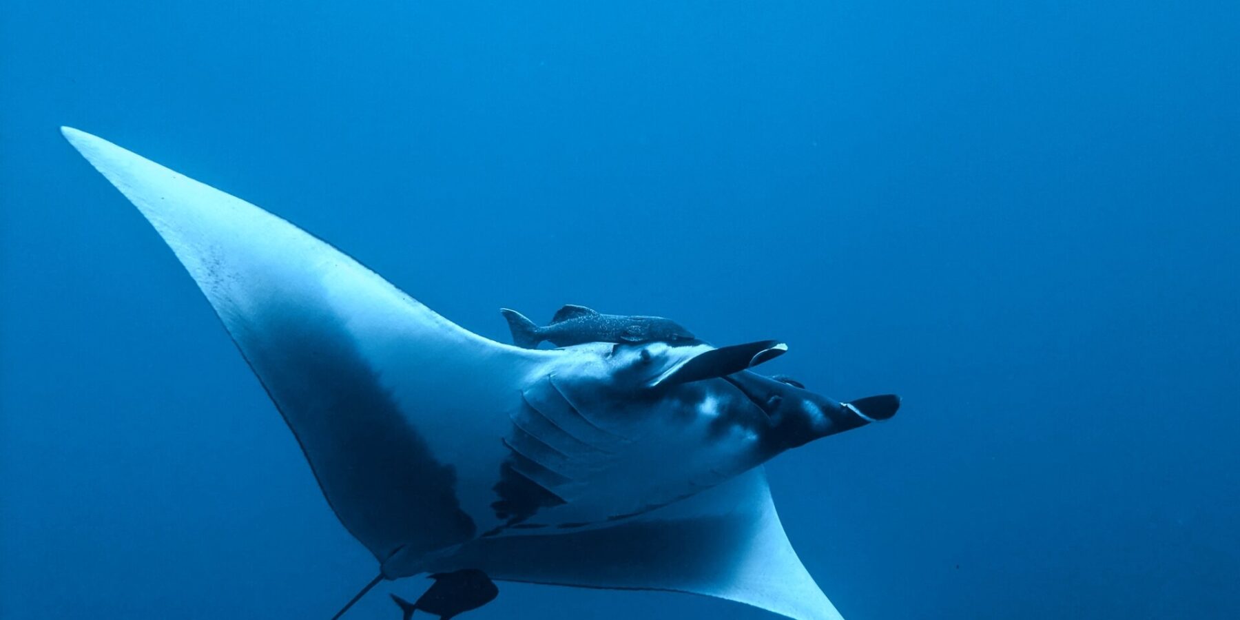 Una manta gigante vista desde abajo y de lado en el azul, con el vientre blanco, las aletas cefálicas desenrolladas, una rémora sobre la cabeza y un pequeño pez oscuro bajo la cola