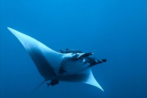 Una manta gigante vista desde abajo y de lado en el azul, con el vientre blanco, las aletas cefálicas desenrolladas, una rémora sobre la cabeza y un pequeño pez oscuro bajo la cola