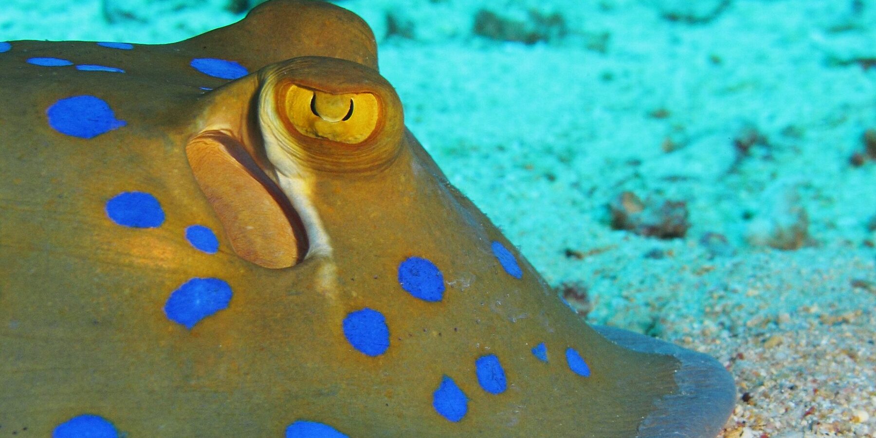 Primer plano de una raya de puntos azules posada sobre la arena, con el ojo amarillo y las manchas azul vivo