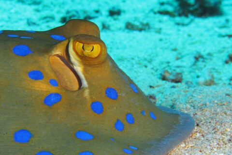 Primer plano de una raya de puntos azules posada sobre la arena, con el ojo amarillo y las manchas azul vivo