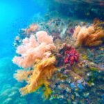 Corales blandos rosas, naranjas y rojos aferrados a una pared, en un agua turquesa donde nadan peces pequeños, en el Passage, entre Gam y Waigeo