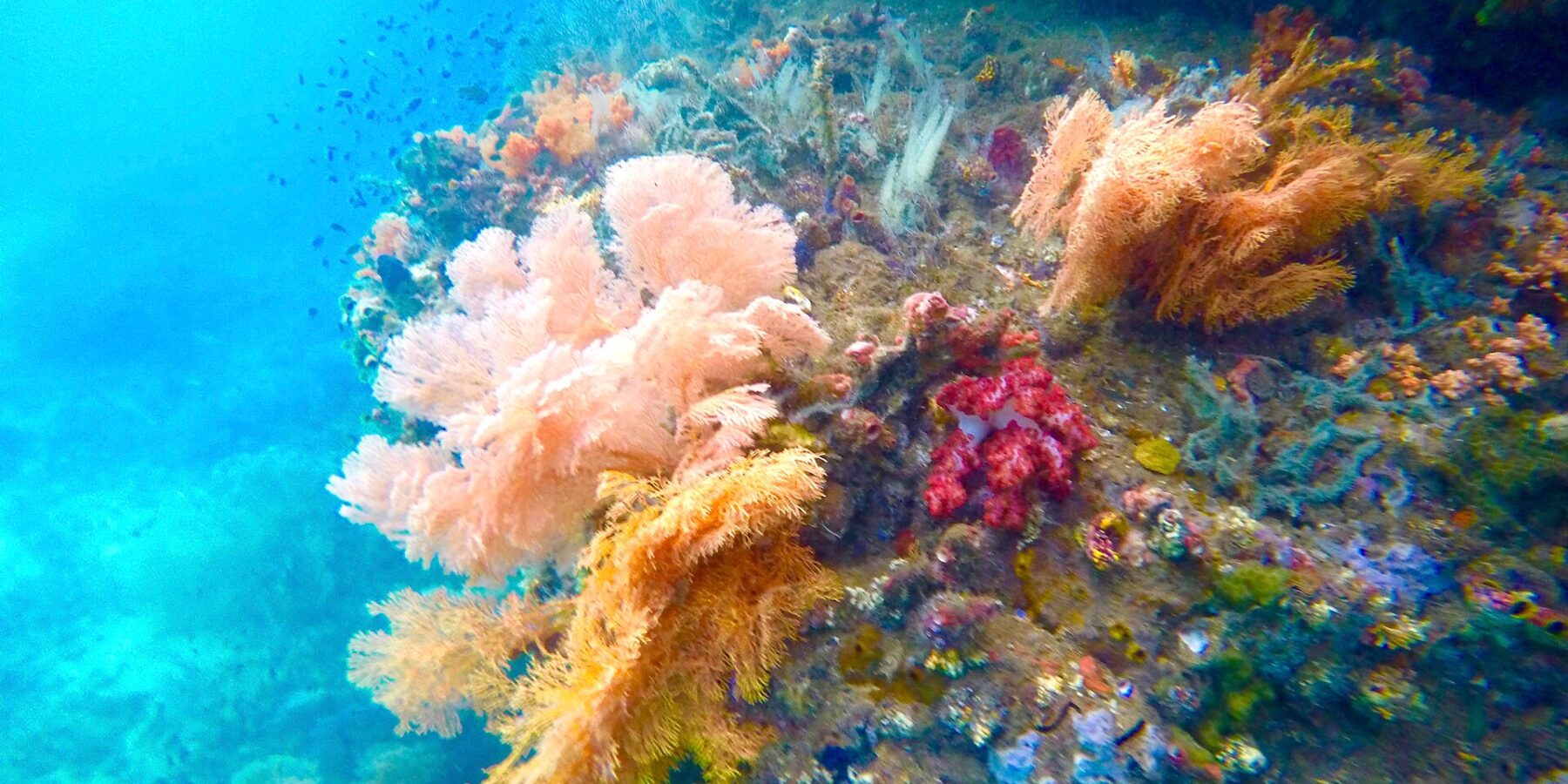Corales blandos rosas, naranjas y rojos aferrados a una pared, en un agua turquesa donde nadan peces pequeños, en el Passage, entre Gam y Waigeo
