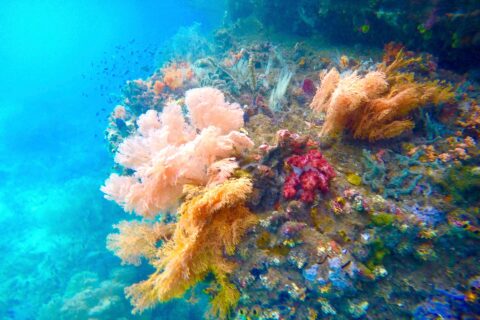 Corales blandos rosas, naranjas y rojos aferrados a una pared, en un agua turquesa donde nadan peces pequeños, en el Passage, entre Gam y Waigeo
