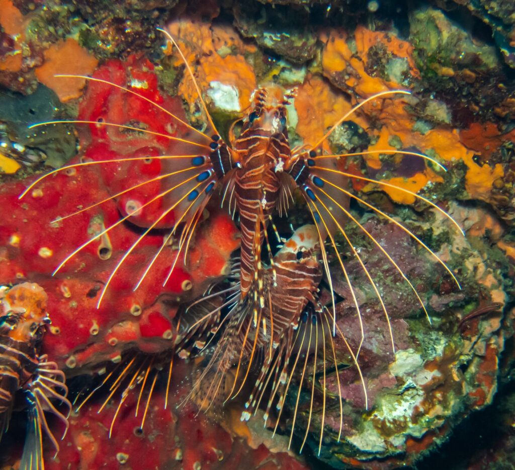 Tres peces león de antenas con rayas marrones y blancas, con las aletas pectorales desplegadas en abanico y manchas azules, sobre una pared de esponjas rojas y naranjas en Hin Daeng