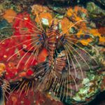 Tres peces león de antenas con rayas marrones y blancas, con las aletas pectorales desplegadas en abanico y manchas azules, sobre una pared de esponjas rojas y naranjas en Hin Daeng