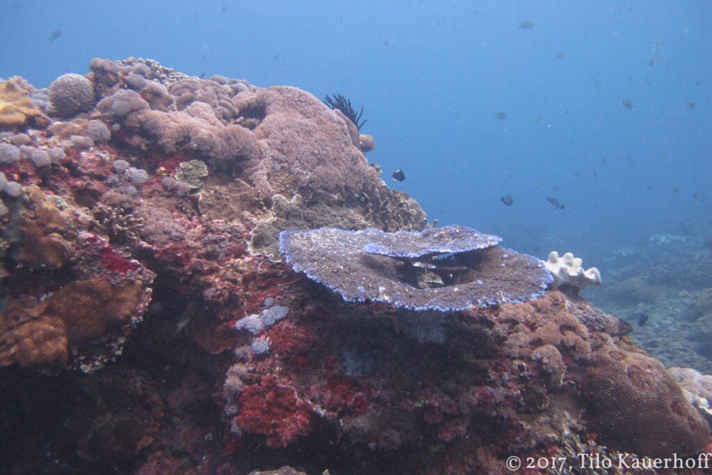 Un macizo de arrecife cubierto de corales duros e incrustaciones rojas, con una mesa de coral de bordes azulados y un crinoideo negro en el centro, y algunas damiselas en el agua azul.