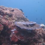 Un macizo de arrecife cubierto de corales duros e incrustaciones rojas, con una mesa de coral de bordes azulados y un crinoideo negro en el centro, y algunas damiselas en el agua azul.