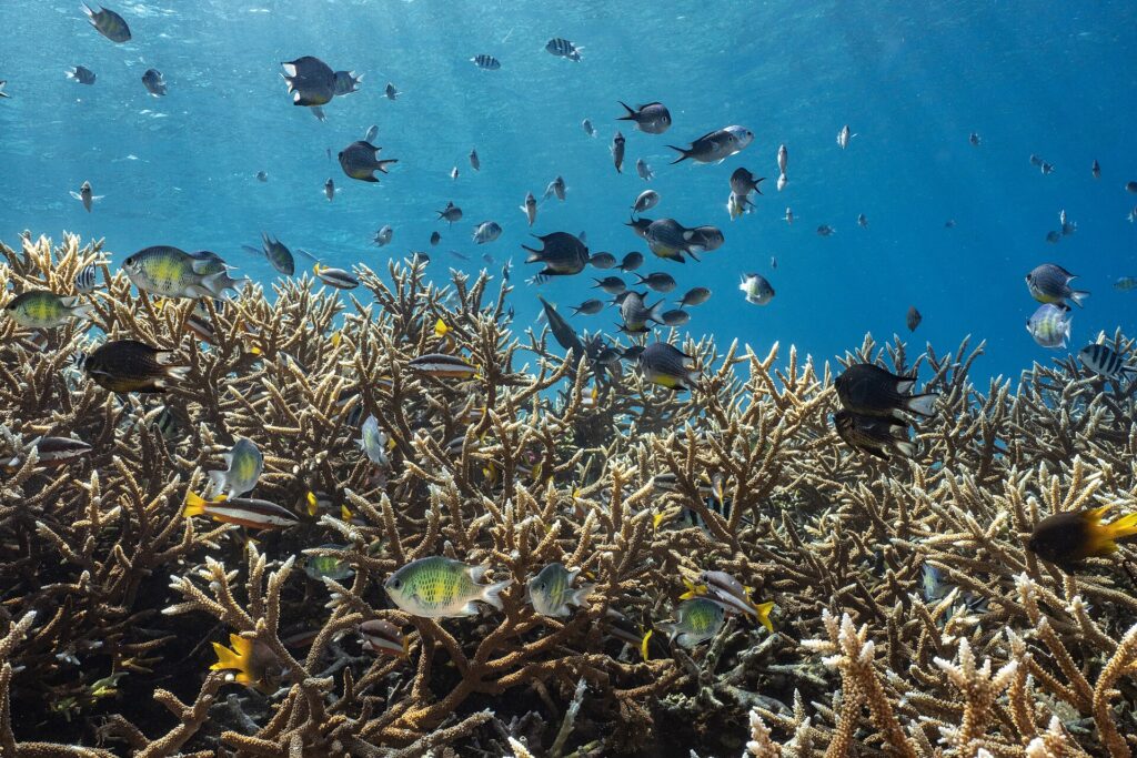 Un campo denso de corales ramificados de color beige justo bajo la superficie, sobrevolado por una nube de damiselas grises, verdes y amarillas y de peces sargento rayados, en un agua azul atravesada por la luz.