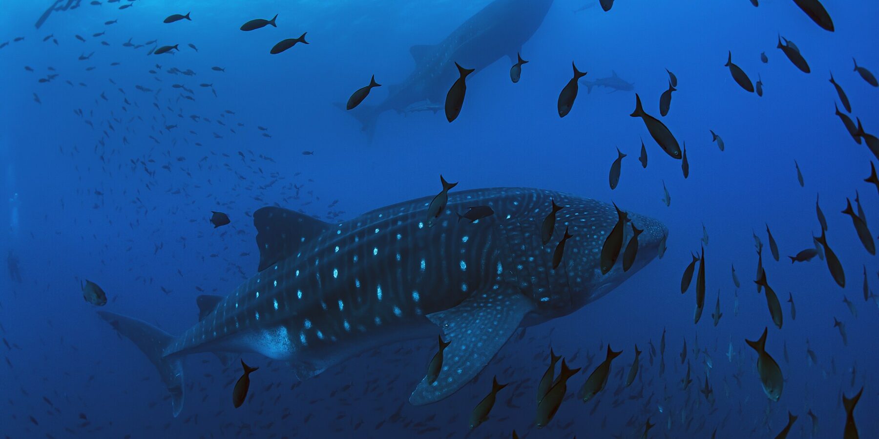 Un tiburón ballena nada de derecha a izquierda en un azul profundo, rodeado de una nube de peces, con un segundo tiburón ballena y la silueta de un buceador por encima