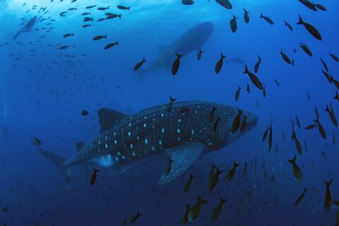 Un tiburón ballena nada de derecha a izquierda en un azul profundo, rodeado de una nube de peces, con un segundo tiburón ballena y la silueta de un buceador por encima