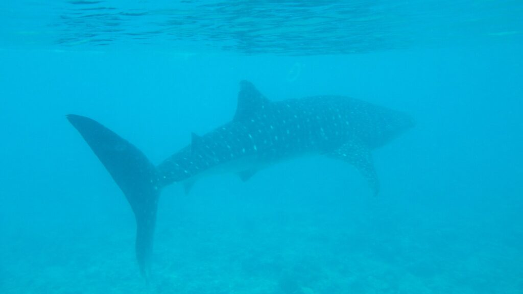 Un tiburón ballena nada cerca de la superficie sobre un fondo de arrecife, en un agua turquesa algo turbia