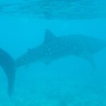 Un tiburón ballena nada cerca de la superficie sobre un fondo de arrecife, en un agua turquesa algo turbia