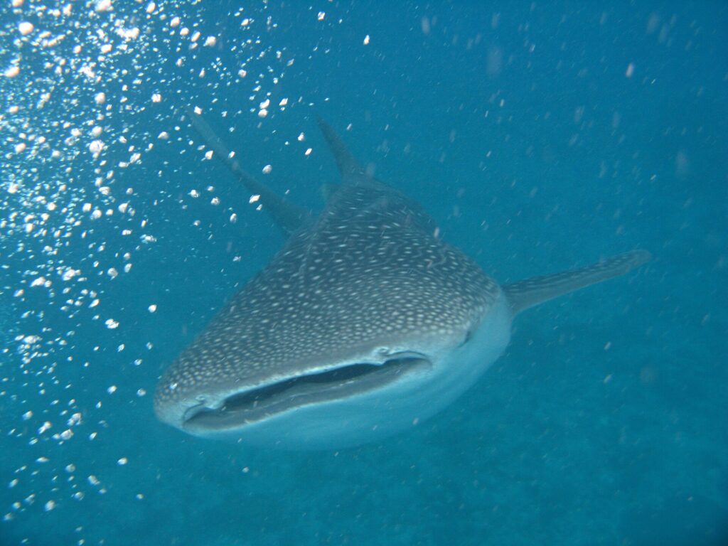 Un tiburón ballena visto de frente, con la boca entreabierta y el dorso gris con manchas blancas, en un agua turquesa llena de burbujas