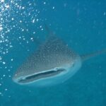 Un tiburón ballena visto de frente, con la boca entreabierta y el dorso gris con manchas blancas, en un agua turquesa llena de burbujas