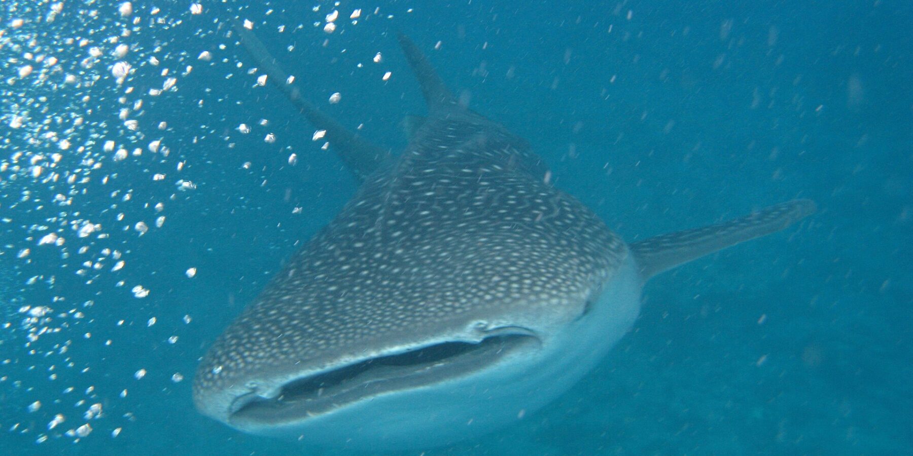 Un tiburón ballena visto de frente, con la boca entreabierta y el dorso gris con manchas blancas, en un agua turquesa llena de burbujas