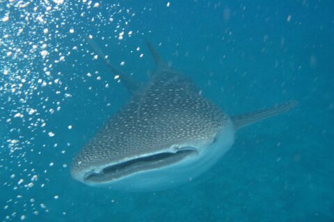 Un tiburón ballena visto de frente, con la boca entreabierta y el dorso gris con manchas blancas, en un agua turquesa llena de burbujas